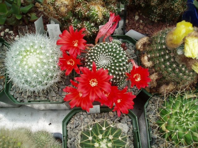 Rebutia_krainziana_2
